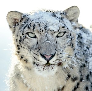 snow_leopard_logo